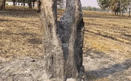 परालि जलाने की लापरवाही ने किसान के सपनों को किया राख, 50 साल पुराने फलदार