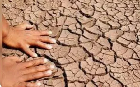 बढ़ती गर्मी और घटते पेड़: क्या हम आने वाली पीढ़ी को सुरक्षित धरती दे पाएंगे?