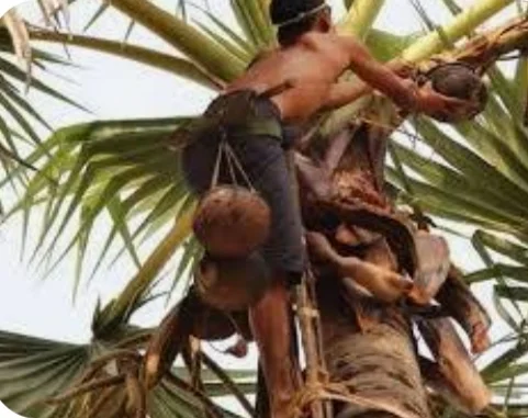 ताड़ के पेड़