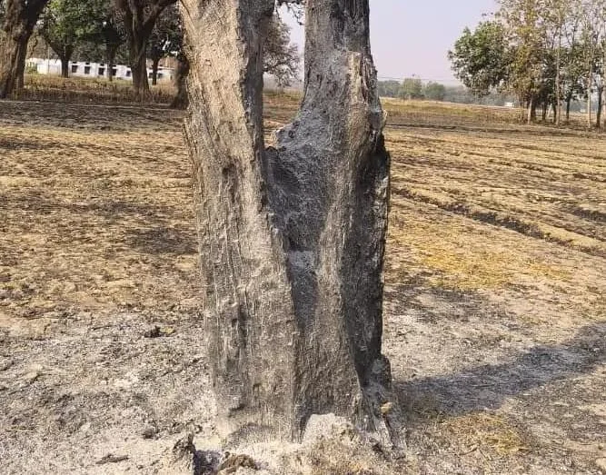 परालि जलाने की लापरवाही ने किसान के सपनों को किया राख, 50 साल पुराने फलदार